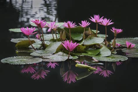 lotus flower thailand.